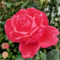 花木,植木鉢,吊り鉢,花いろいろ,バラと夢CLUBの画像