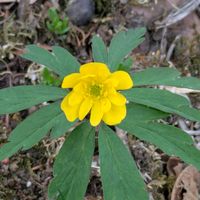 ニリンソウ,カキドオシ,黄花イチゲ,山野草,近所・ウチの周りのお花たちの画像