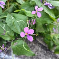 ムラサキハナナの画像