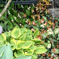 オリーブ,ギボウシ,スズラン,ハツユキカズラ,宿根草の画像