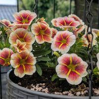 カリブラコア,雨の庭,カリブラコアカプチーノ,小さな庭,庭の画像