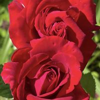 アジュガ,アリッサム,ネメシア,バラ,ビオラの画像