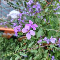 ムラサキハナナの画像