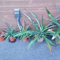 パイナップル,勝手に花いっぱい運動の画像