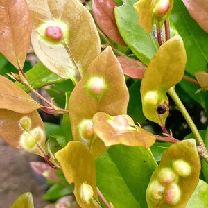 サクランボ,タイサンボク,つぼみ！！,モミジバフウ,ナミテントウの画像