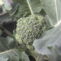 ミニトマト,ブロッコリー,ベランダガーデニング,プランター,家庭菜園の画像