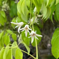 ムベ,ゴヨウアケビ,ミツバアケビ,加西フラワーセンターの画像