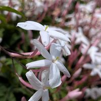 ジャスミン,八重咲き  こでまり,真っ白,素敵✨✨✨,明るい色の画像