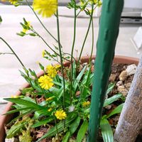 ガジュマル,胡蝶蘭,デンドロビューム,アボカド鉢植え,おにたびらこの画像