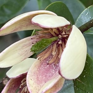 カラタネオガタマ,カラタネオガタマ,カラタネオガタマ,カラタネオガタマ,唐種招霊(カラタネオガタマ)の画像