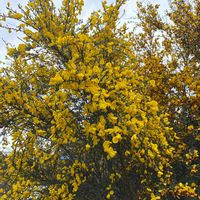 エニシダの画像