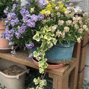 ビオラ,アマゾネス,ビオラ・ピンクコアラ,ビオラモンキージョージ,パンジー　パスフリの画像