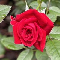 クンシラン,スミレ,バラ,モクレン,赤い薔薇の画像