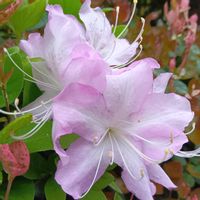 シレネ,シレネ,ツツジ,ツツジ,ヤグルマギクの画像