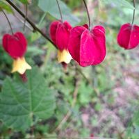 チューリップ,ハナモモ,ボケ,モクレン,モッコウバラの画像