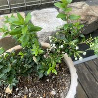 チェッカーベリー,鉢植え,玄関アプローチの画像