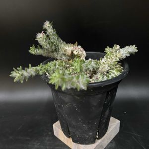 多肉植物,塊根植物,コーデックス,珍奇植物,ビザールプランツの画像