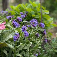 プルモナリア,プルモナリア ダイアナクレア,プルモナリア オパール,プルモナリア シュリンプオンザバービー,花のある暮らしの画像