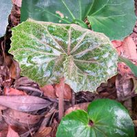 ツワブキ,ツワブキ(石蕗),ツワブキ(石蕗),ツワブキ(石蕗),食べられる野草の画像