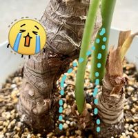 クワズイモ,痩せたクワズイモの画像