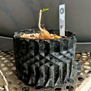 ブルセラ・アプテラ,多肉植物,塊根植物,成長記録,コーデックスの画像