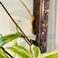 フィロデンドロン,フィロデンドロン・フロリダビューティー,森林浴,熱帯植物,癒しの空間の画像