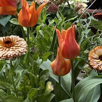 ガーベラ,ボリジ,チューリップ・バレリーナ,ナンジャモンジャ,ガーベラパティオの画像