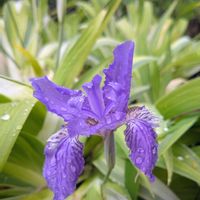 イチハツ,ホウチャクソウ,斑入りイチハツ,斑入りイチハツ,雨の朝の画像