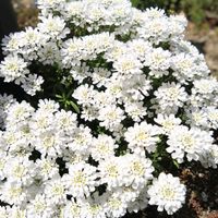 イベリス,可愛い,白い花,好きな色,春の訪れの画像