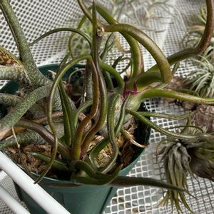 チランジア,エアプランツの画像