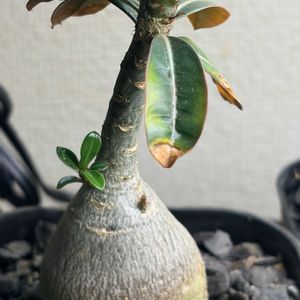 アデニウム オベスム,塊根植物,実生,アデニウム★実生の画像
