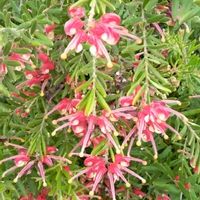 ギョリュウバイ,グレビレアロビンゴードン,グレビレアジェリーベイビーの画像