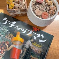リトープス,多肉植物,メセン,プランター,リトープス属の画像