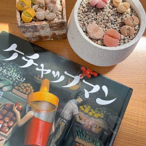 リトープス,多肉植物,メセン,プランター,リトープス属の画像