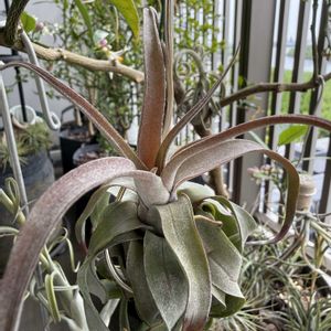 チランジア,エアプランツの画像