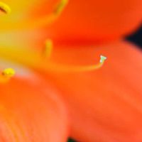 クンシラン,君子蘭,今日の一枚,北海道,くまのムーさんの画像