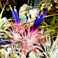 イオナンタ,T.イオナンタ,チランジア属,インテリアグリーン,植物のある暮らしの画像