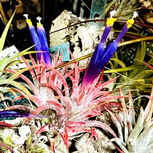 イオナンタ,T.イオナンタ,チランジア属,インテリアグリーン,植物のある暮らしの画像