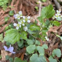 タネツケバナの画像