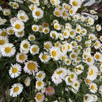 エリゲロン,鉢植え,丸い花,可愛らしい,花のある暮らしの画像