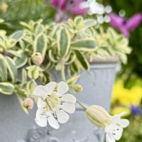 シレネ,シレネ・ユニフローラ,斑入りシレネ　ユニフローラ,今日の１枚,斑入りの葉っぱの画像