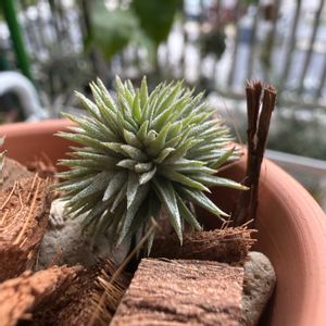 チランジア,エアプランツの画像