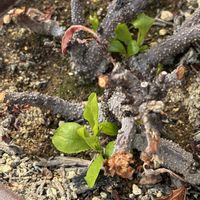 ルリマツリの画像