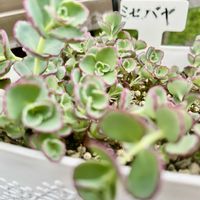 ミセバヤ,フェンスの画像