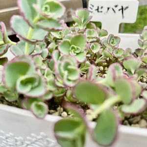 ミセバヤ,フェンスの画像