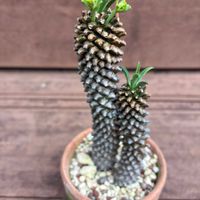 ソテツキリン,パイナップルコーン,多肉植物,ユーフォルビア,トウダイグサ科の画像