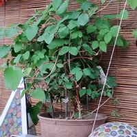 イチゴ,ワイルドストロベリー,テッセン,ゴテチャ,大輪ヒマワリの画像