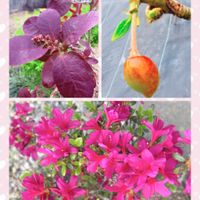 サクランボ,ツツジ,ツツジ,ハグマノキ,穏やかな日常の画像