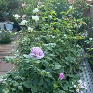 カラー,バラ,バラ アイスバーグ,バラ しのぶれど,バラ エドゥアール・マネの画像