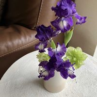 ジャーマンアイリス,ローゼル,ハイビスカスローゼル,球根植物の画像